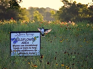 Berry Springs Wildlife Sign with Bird